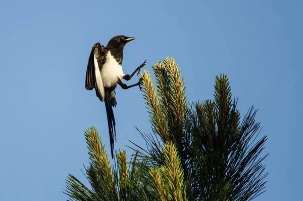 Black-Billed Magpie Landing High in an Evergreen Tree With Feet Outstretched — Stock Photo, Image