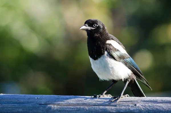 Black-Billed Magpie Perched on Wooden Fence Rail — Stock Photo, Image