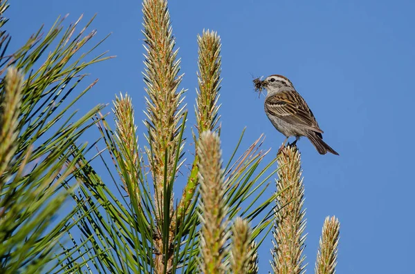 Sparrow tyčícím se vysoko v jehličnatý strom s pusou plnou hmyzu — Stock fotografie