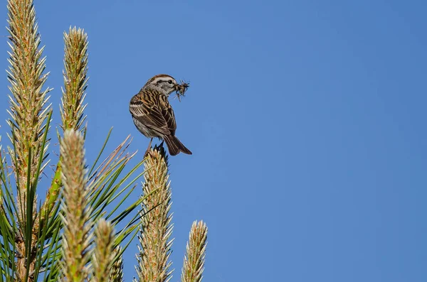 Sparrow tyčícím se vysoko v jehličnatý strom s pusou plnou hmyzu — Stock fotografie