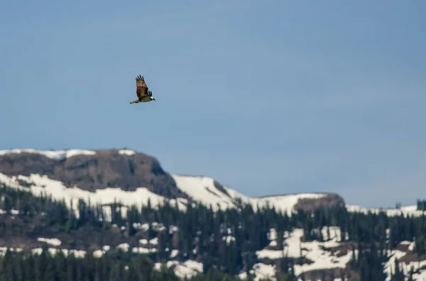 Osprey solitario volando alto sobre las montañas cubiertas de nieve —  Fotos de Stock