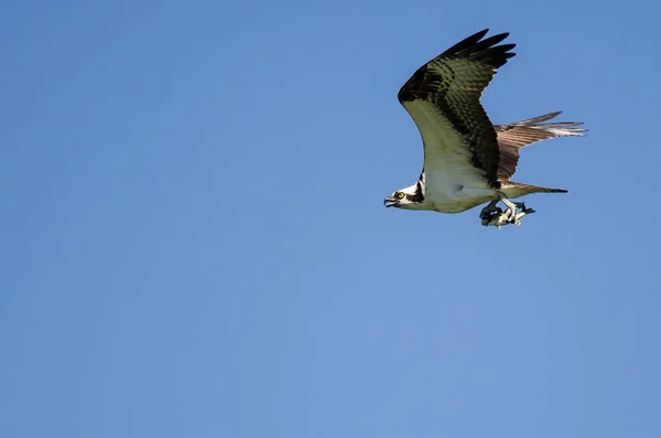 Samotny Osprey przenoszenia ryb podczas lotu w błękitne niebo — Zdjęcie stockowe