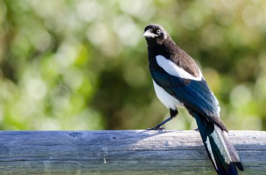 Ahşap çit demiryolu üzerinde tünemiş siyah gagalı Magpie 