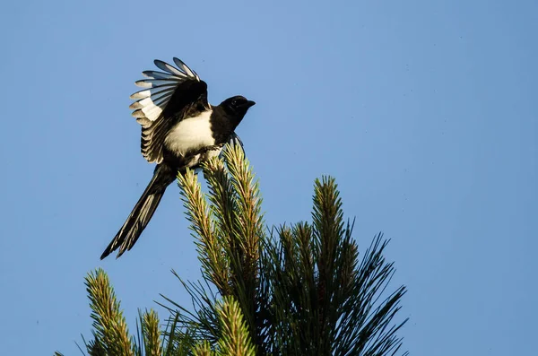 Pie à bec noir perchée haut dans un arbre à feuilles persistantes — Photo