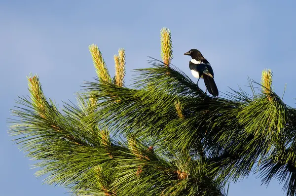 Urraca de Factura Negra Encaramado en lo alto de un árbol siempreverde — Foto de Stock