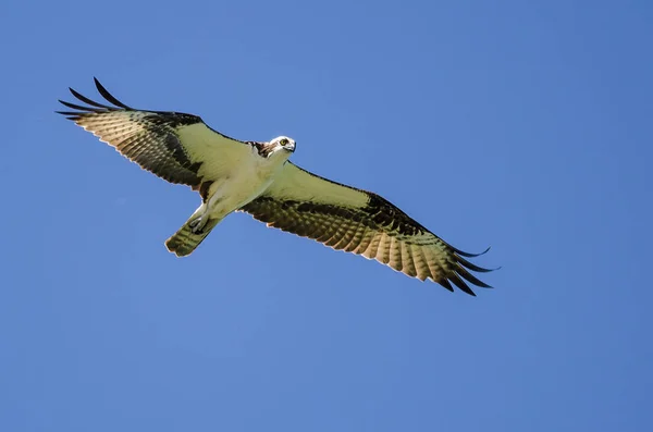 Osprey solitario che vola in un cielo blu — Foto Stock