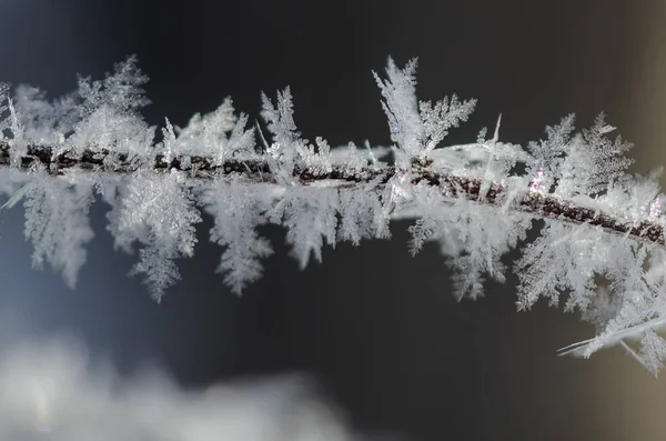 Icy Frost Crystals Clinging to the Frozen Winter Foliage — Stock Photo, Image
