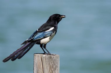 Ahşap çit sonrası üzerinde tünemiş siyah gagalı Magpie 