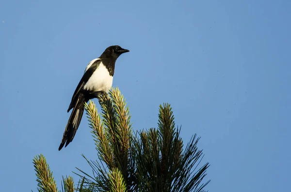 Siyah gagalı Magpie yüksek herdem yeşil bir ağaca tünemiş — Stok fotoğraf