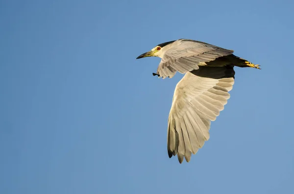 Héron de nuit couronné noir volant dans un ciel bleu — Photo