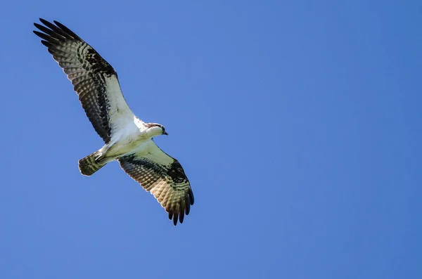 Osprey solitário voando em um céu azul — Fotografia de Stock