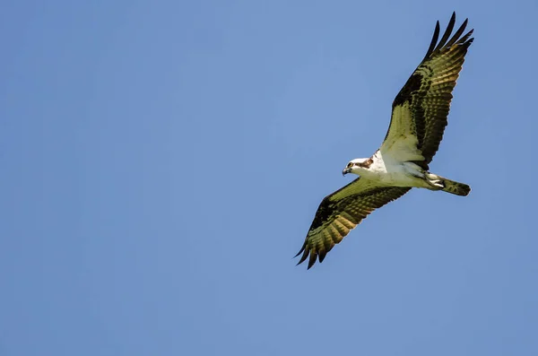Balbuzard solitaire volant dans un ciel bleu — Photo