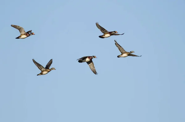 Flock av träänder som flyger i en blå himmel — Stockfoto