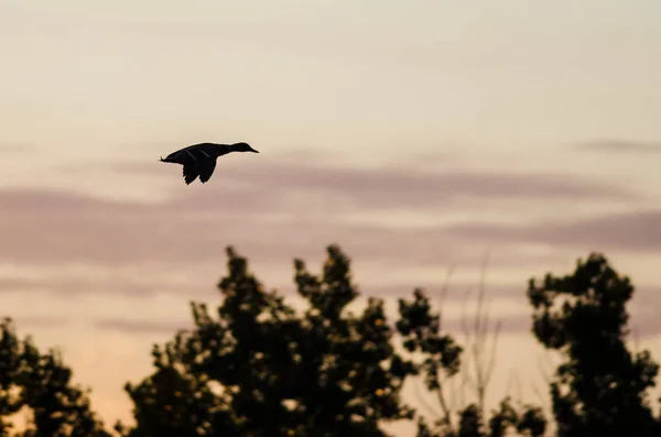 Siluett anka flyger över träden i solnedgång himlen — Stockfoto