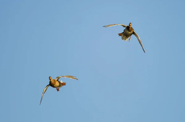 Deux canards colverts qui volent directement vers vous — Photo