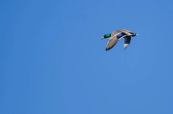 Maschio germano reale anatra volare in un cielo blu — Foto Stock