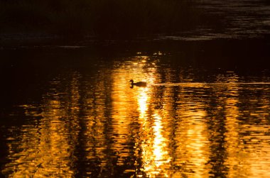 Güneş batarken Altın Gölette Ördek Yüzüşü 'nün Silueti 