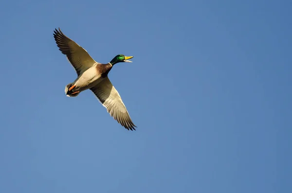 Mallard Duck Quacking mientras vuela en un cielo azul — Foto de Stock