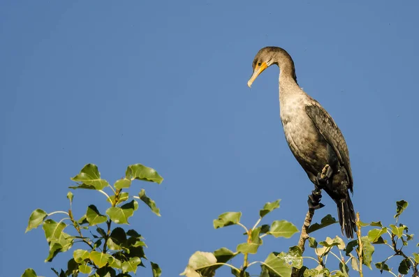 Jonge Double-Crested aalscholvers neergestreken in hoge boom — Stockfoto