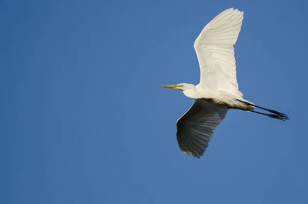 Great Egret Flying in Blue Sky — Stock Photo, Image