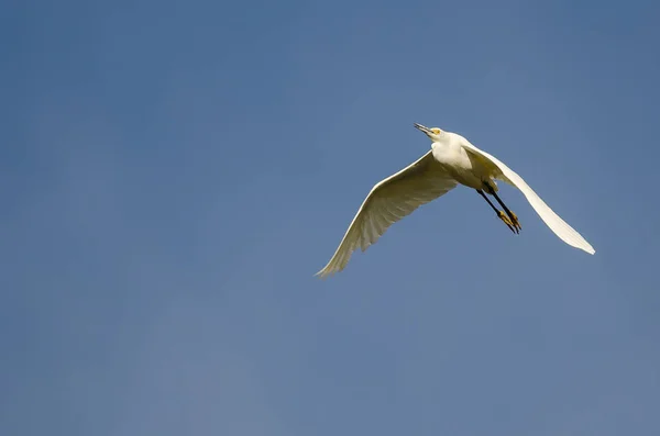 Egret nevado voando no céu azul — Fotografia de Stock