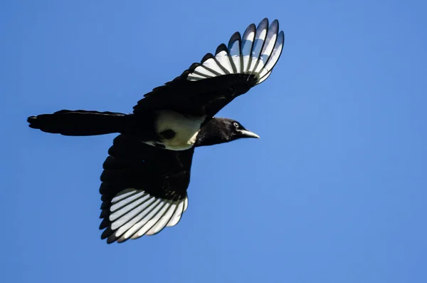 Pie à bec noir volant dans un ciel bleu — Photo