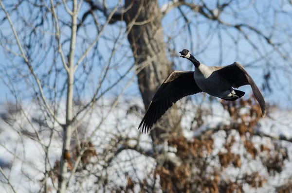 Canada Goose ringer medan stekning förbi snörik vinter träden — Stockfoto