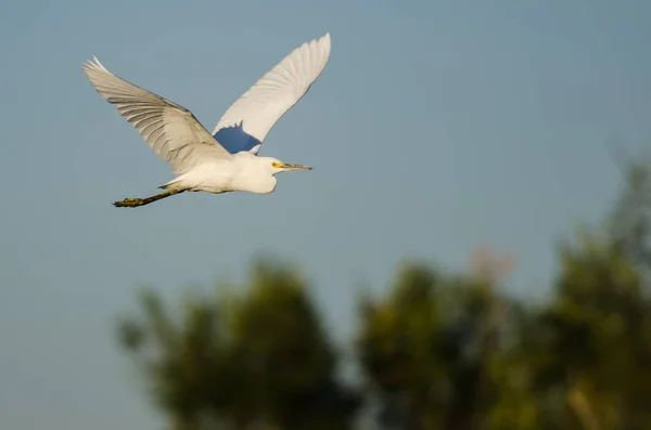 Snowy Egret vliegen in de blauwe hemel — Stockfoto