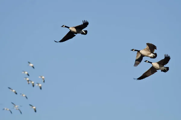 Tres gansos de Canadá volando con los gansos de nieve en un cielo azul —  Fotos de Stock