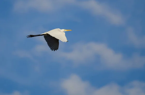 Silberreiher fliegt am blauen Himmel — Stockfoto