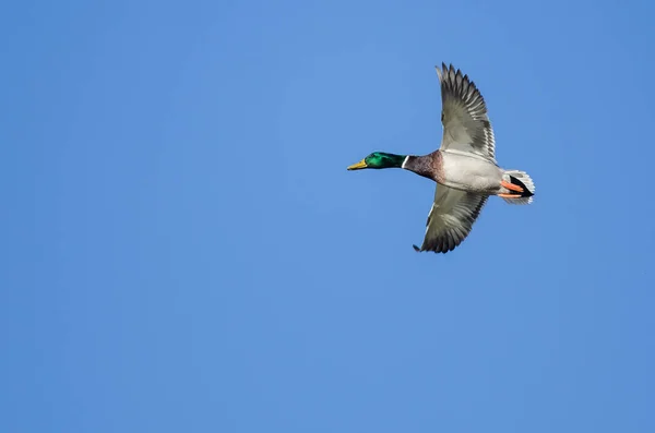 Canard colvert volant dans un ciel bleu — Photo