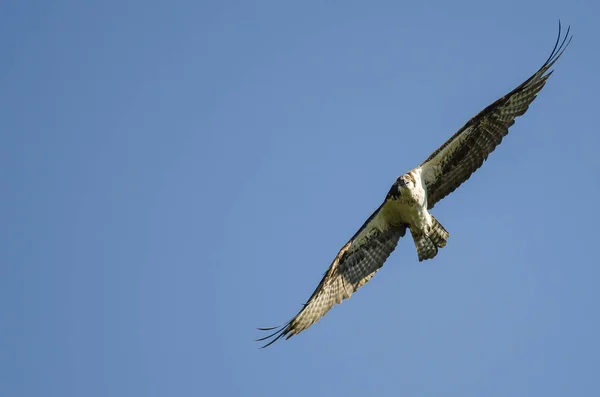 Lone Osprey Making Direct Eye Contact While Flying in Blue Sky — Stock Photo, Image