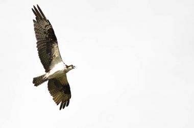 Lone Osprey Calling While Flying on a White Background  clipart