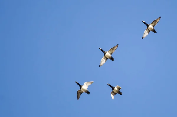 Cuatro patos de cuello anular volando en un cielo azul —  Fotos de Stock