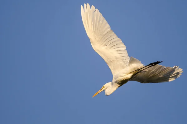 Volavka bílá v modré obloze — Stock fotografie