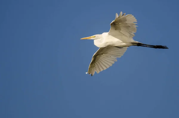 Grande Egret voando no céu azul — Fotografia de Stock