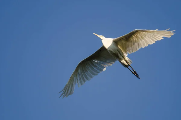 Grande Egret voando no céu azul — Fotografia de Stock