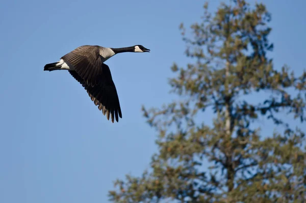 Canada Goose Flying Past an Evergreen Tree