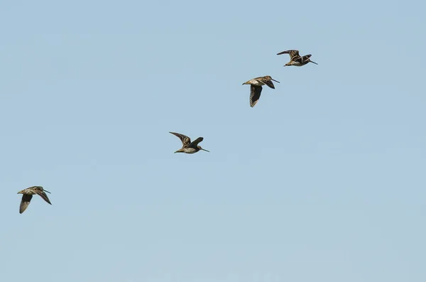 Rebanho de Snipe de Wilson Voando em um céu azul — Fotografia de Stock