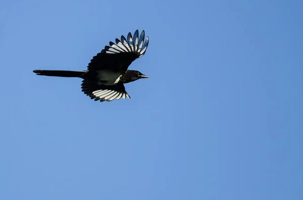 Gazza dalle fatture nere che vola in un cielo blu — Foto Stock