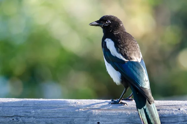 Black-Billed Magpie Perched on Wooden Fence Rail — Stock Photo, Image