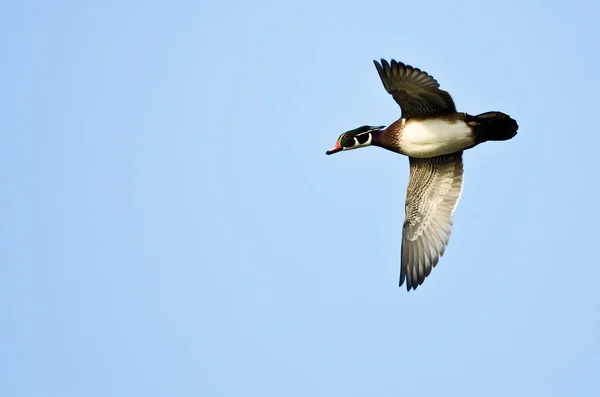 Pato macho de madera volando en un cielo azul —  Fotos de Stock