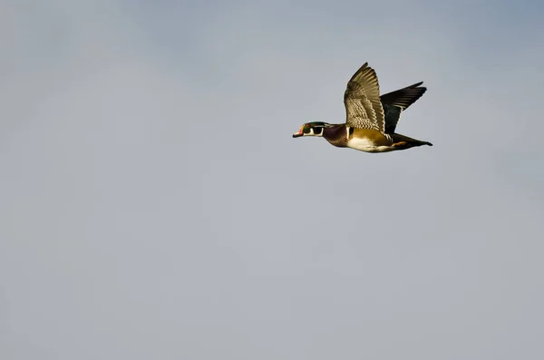 Männliche Waldente fliegt in einem bewölkten Himmel — Stockfoto