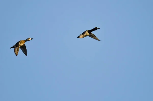 Paire de canards à collier volant dans un ciel bleu — Photo