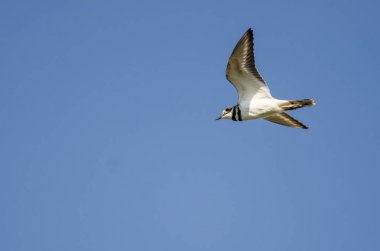 Yalnız Kildeer'in mavi gökyüzünde uçan 