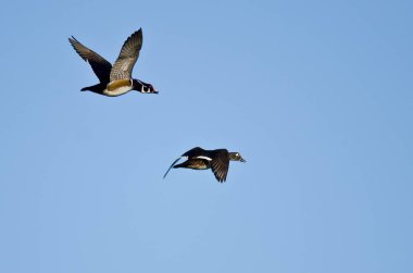 Bir çift ördek Mavi Gökte Uçuyor 