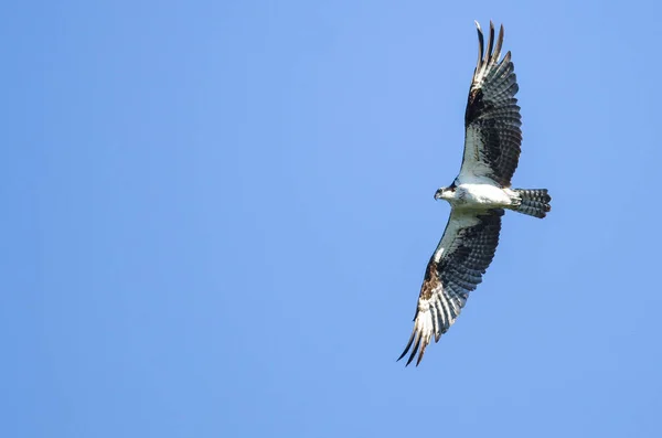 Osprey flyger i en blå himmel — Stockfoto