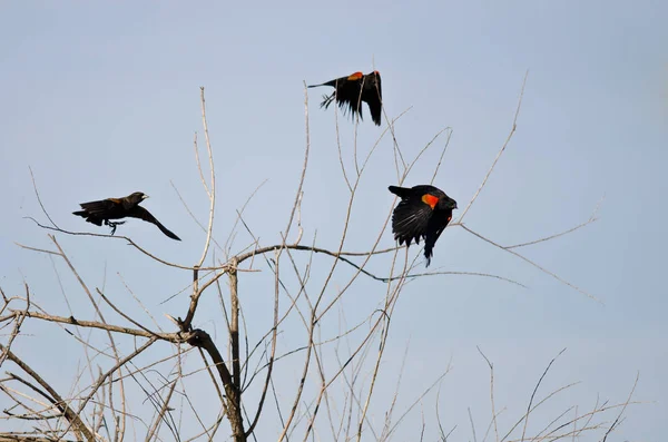 Три краснокрылых черных дрозда летят в полет — стоковое фото