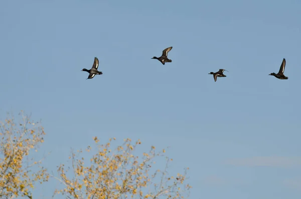Pequeña bandada de patos volando bajo sobre las copas de los árboles — Foto de Stock