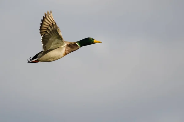 Bir bulutlu gökyüzü uçan yeşilbaş ördek — Stok fotoğraf